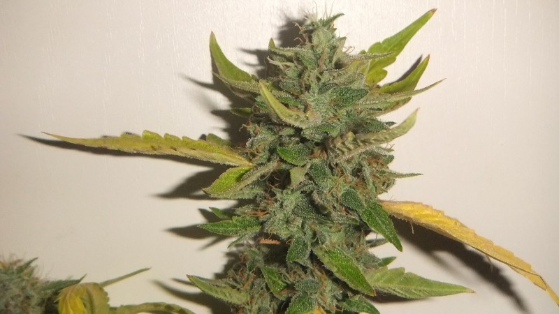 flowering tent new bud shot