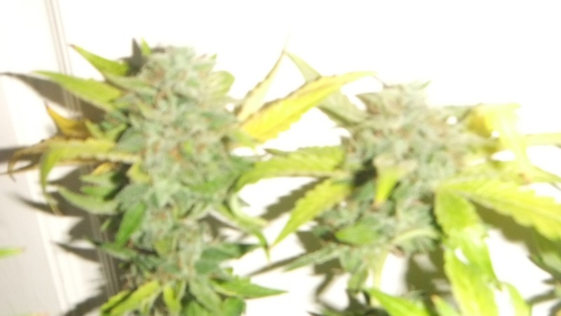 flowering plant (cant remember what strain )