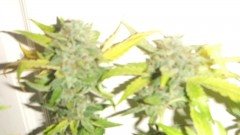 flowering plant (cant remember what strain )