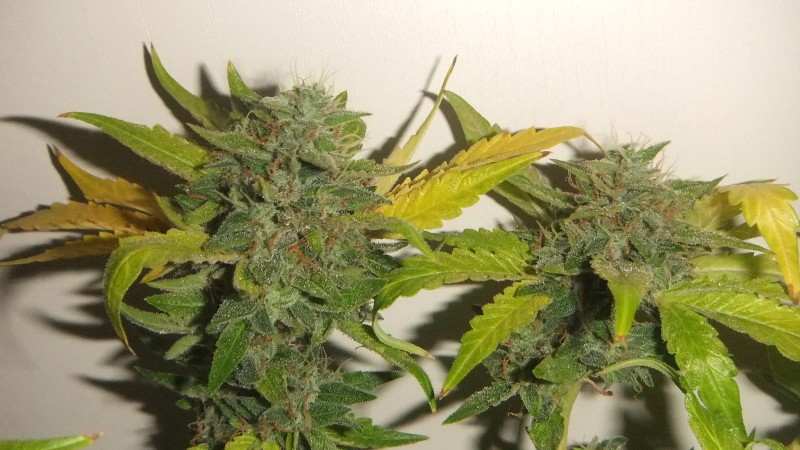 flowering plant (cant remember what strain )