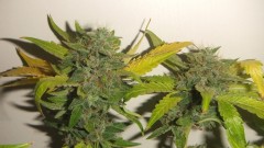 flowering plant (cant remember what strain )