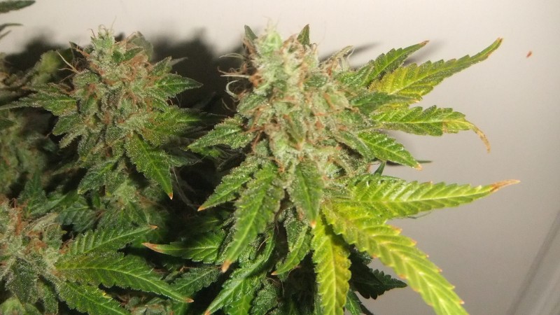 flowering plant (cant remember what strain ) 2