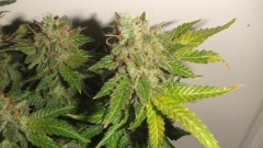 flowering plant (cant remember what strain ) 2