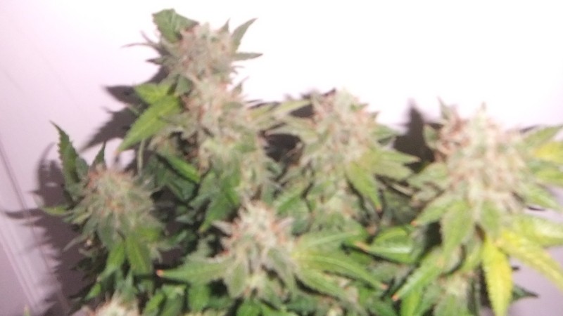 flowering plant (cant remember what strain )