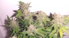 flowering plant (cant remember what strain )