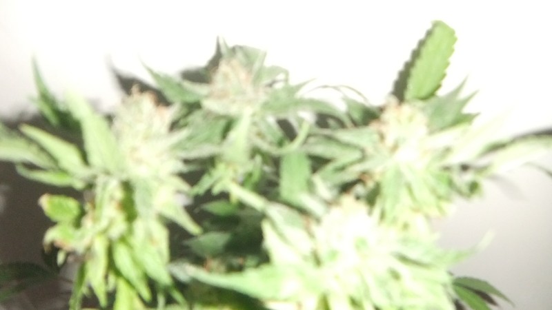 flowering plant (cant remember what strain )