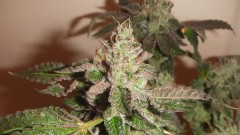 flowering plant (cant remember what strain )