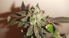 flowering plant (cant remember what strain )