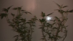 first ever breeding project 2 females  ceres skunk x cheese x ?