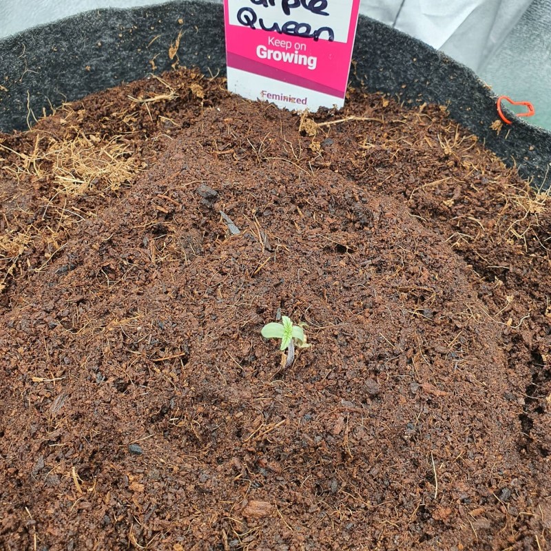 IMG_20200425_145357_172