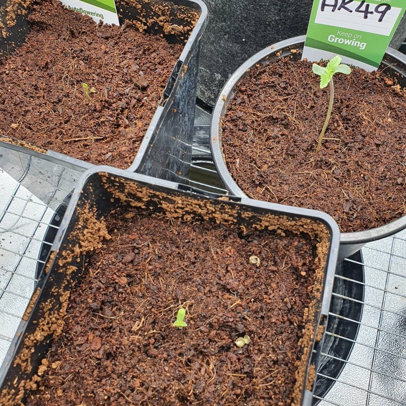 IMG_20200425_145357_173