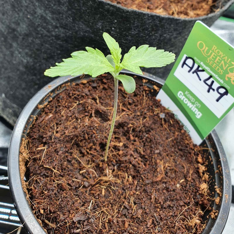 IMG_20200428_150216_049