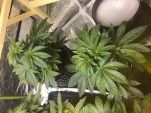 AA733068-B29B-42B4-8CE5-F1EDAEFA9993