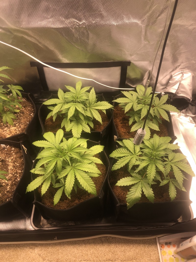 Day 18