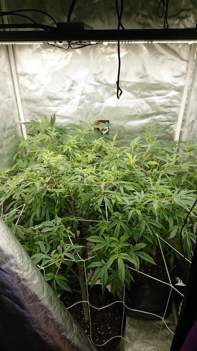 New light first day of flip