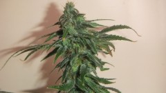 ashava valley cheese  (1)