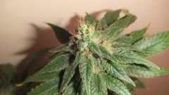 ashava valley cheese  (2)