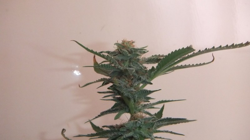 fruity chronic juice (2)