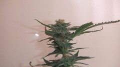 fruity chronic juice (2)