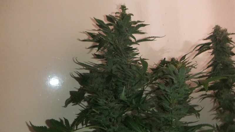 strawberry akiel  (1)