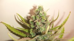 spliffs strawberry (1)