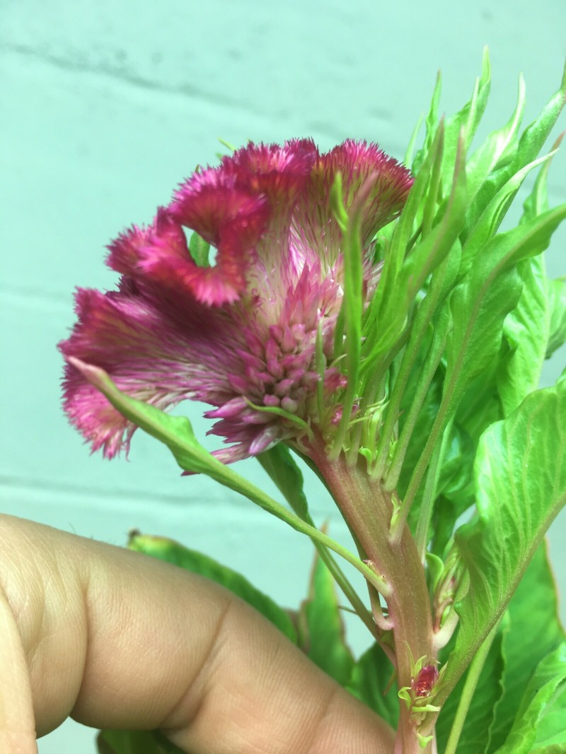 DCAAACCD-5873-4A60-A2C2-E08C4218C9AB