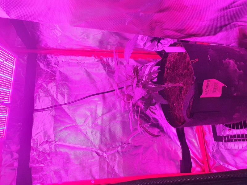 15910335545068304085256100129551