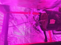 15910335545068304085256100129551