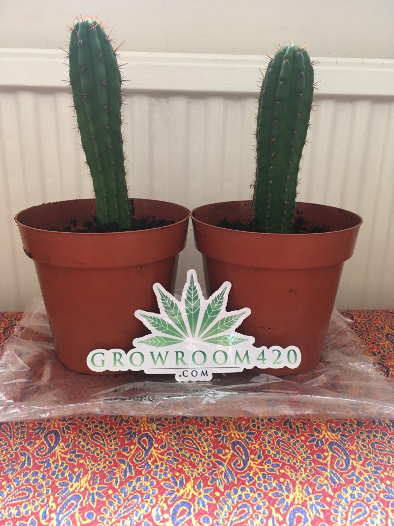 6A26E82E-9EA7-4CCC-B465-5BFB99C571F8