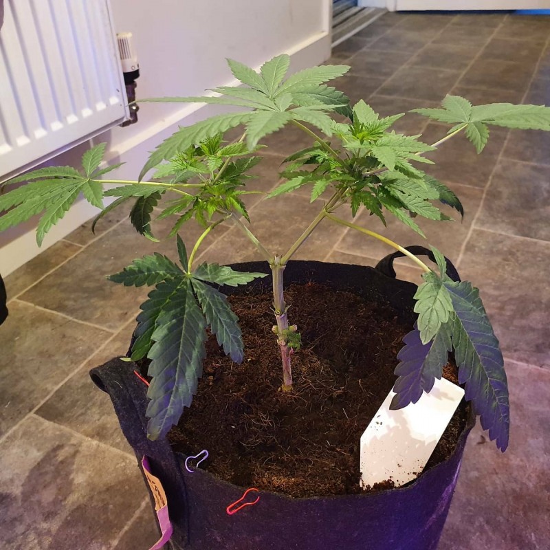 IMG_20200607_091352_646