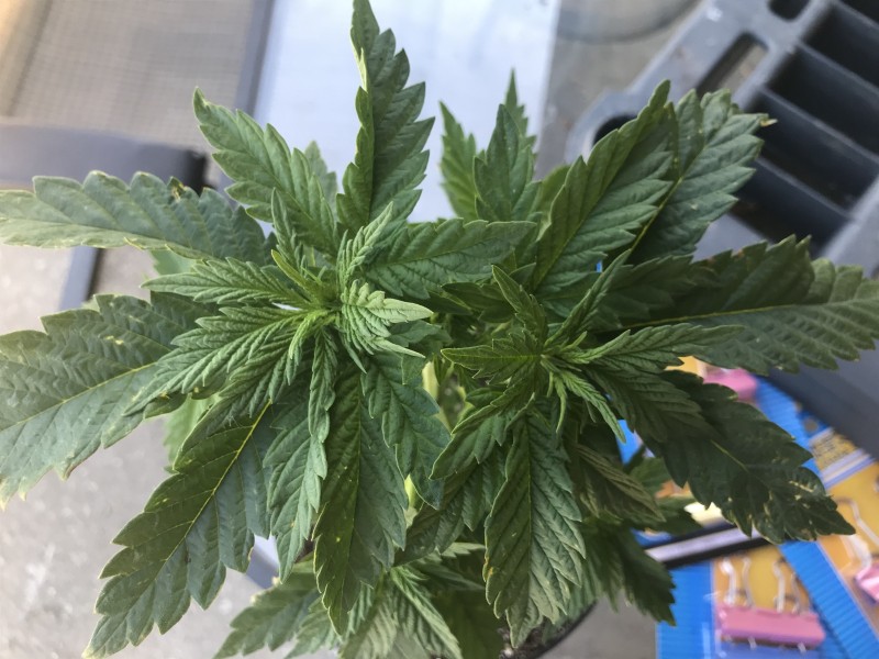 A66DE6BF-DD5E-448A-84DC-90715C1467DA