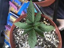 D1C2115C-933B-42CE-8FC5-72B5D540196D