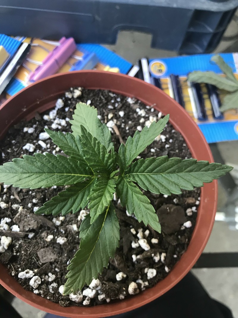 EA1DDB23-F66C-4E92-A2A5-9BB36C8DFE45