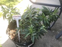 83C0A72E-E7CC-489E-AFCC-A76421FDDCD6