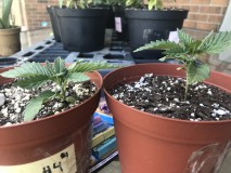 451F5529-5763-45AA-9AF3-C391D4B7C2F8