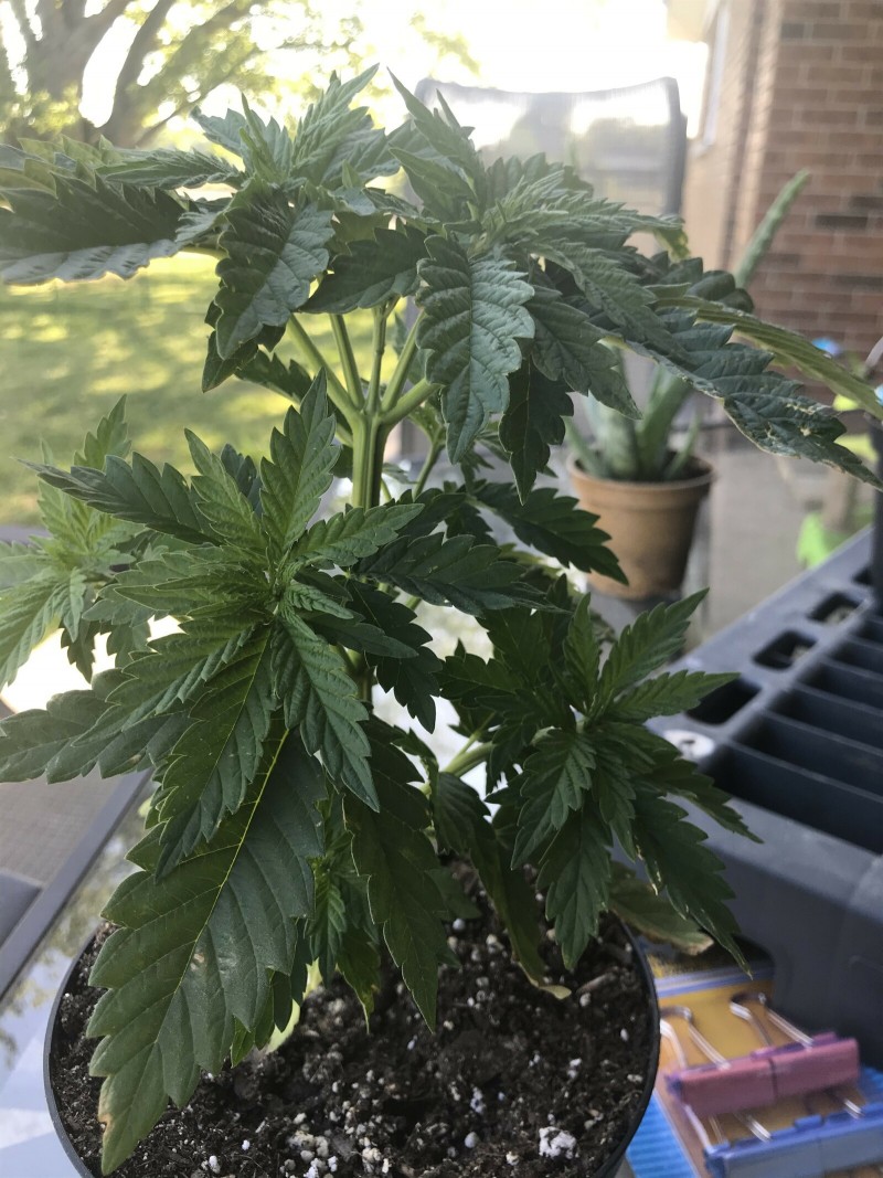 CDC429C6-E4E5-4F02-ADCA-112C24B79F2A