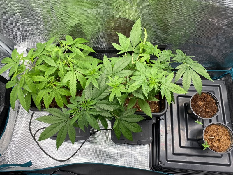 F77D88CF-9C90-473E-A5D1-0EC7300FC9AC