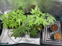 F77D88CF-9C90-473E-A5D1-0EC7300FC9AC