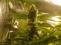 Dancing Shiva day 56 of flower