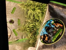 15929231507736371049133715018803