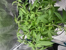 CA96CA54-A3D8-4571-A310-03F4B5C52395