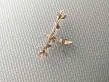 0CB87719-0D74-4A86-AD99-B62067C659F3