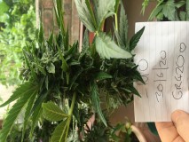 A7EAC75E-DA71-49CD-B28A-459FEFEE675D