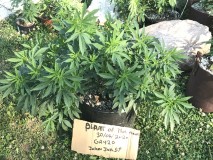 1AFEA3E0-5CDF-4D37-BBDB-4C23EC20564B