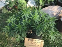 E96B66E5-DE81-4EB9-9092-5814C23870EA