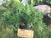 773A0335-B312-4BE7-BA64-99867D9F2709