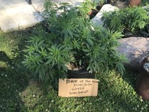 2DB5B626-FEE5-4509-B114-66B5E1DD8BA9