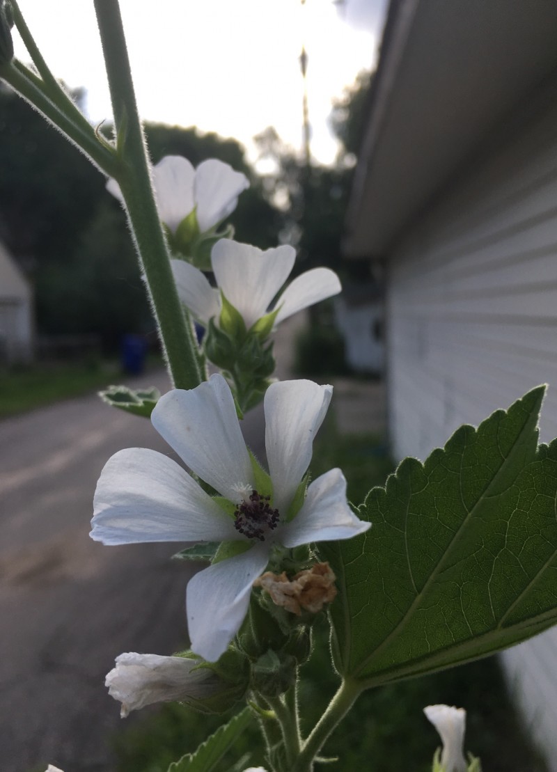 94A9B8C7-39E6-42F1-B7D2-435DE943FABA