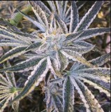 147024A7-06A1-4B4E-BEF2-1C0EBE9E7D7B