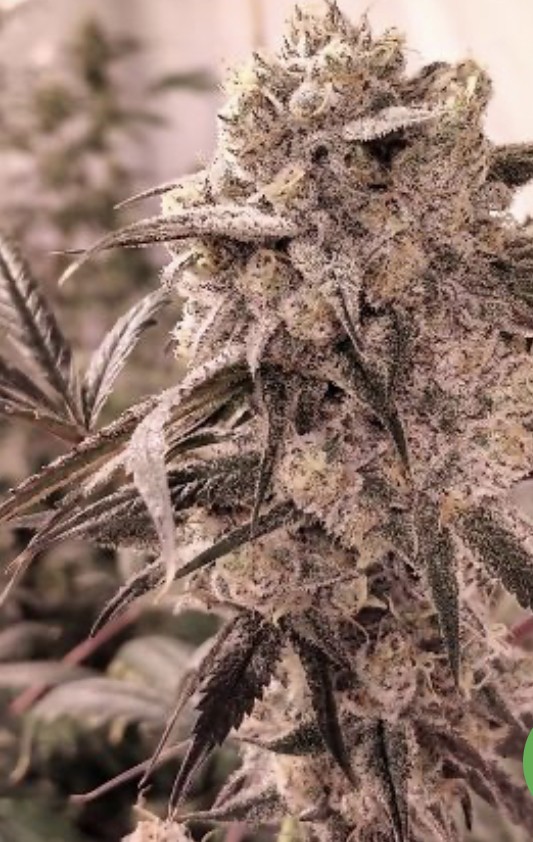 80A3A5C8-C805-4F9B-8737-B6372BD1F8D6